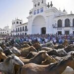 Paso de los ejemplares ante la ermita de El Rocío