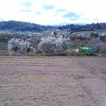 Almendros en flor en la localidad valenciana de Chelva (Los Serranos)