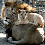 Un león con su cría en el zoológico de Neuwied (Alemania)