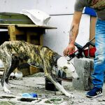 Los galgos suelen tener más suerte que los perros potencialmente peligrosos (PPP). «Es más fácil que los adopten», afirman desde la asociación. Fotos: Cipriano Pastrano