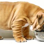 La esperanza de vida de los perros ha aumentado un 10% en los últimos años según un informe de AMVAC