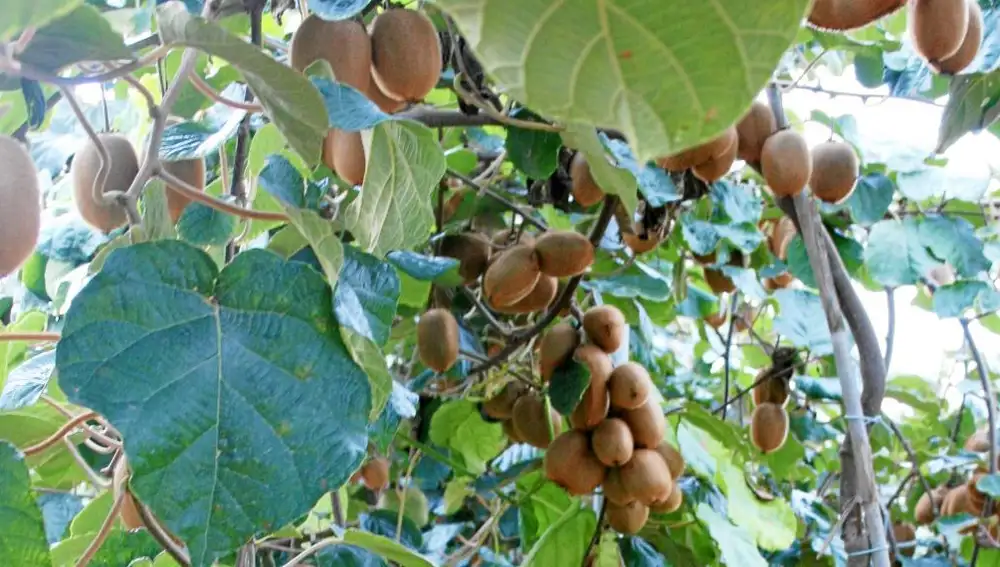 El cultivo del kiwi se dispara por la falta de rentabilidad en cítricos