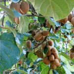 El cultivo del kiwi se dispara por la falta de rentabilidad en cítricos