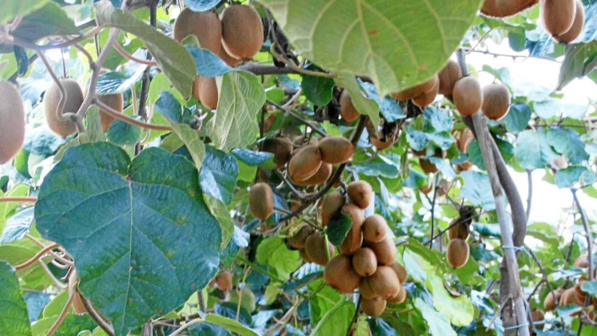 El cultivo del kiwi se dispara por la falta de rentabilidad en cítricos