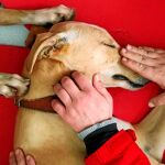 En las sesiones, todos los pacientes interactúan con los animales a la vez que aprenden trucos para abstenerse de la adicción