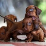Cachorros jugando