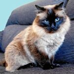 la gata que evoca a la «luna»