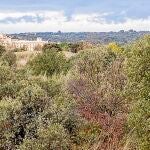 El Ayuntamiento de Boadilla ha otorgado mayor protección medioambiental a varias zonas urbanas cercanas al monte para incorporarlas al mismo