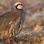 Perdiz roja (Alectoris Rufa)
