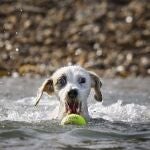 La presencia de los perros en las playas puede acarrear una sanción de hasta 5.000 euros