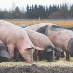 El contagio se produce por jabalíes, contacto entre cerdos domésticos enfermos o por los productos cárnicos / Archivo