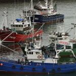 Barcos dedicados a la pesca de la anchoa en Bermeo (Vizcaya)