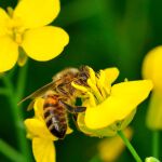 Una abeja recolecta polen en una flor / Archivo