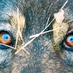 Cada vez son más las personas que acuden a diferentes especialistas como psicólogos o etólogos caninos para tratar esta fobia