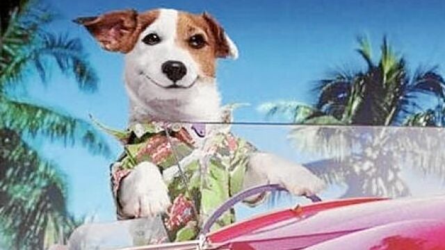 Pancho, el perro que se hizo millonario gracias a la Primitiva