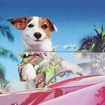 Pancho, el perro que se hizo millonario gracias a la Primitiva