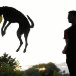 Los jóvenes son los que se muestran en la encuesta más a favor de que los perros ocupen el espacio público. Algo que cambia de manera radical con la edad