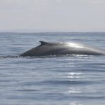 Una ballena azul en aguas chilenas