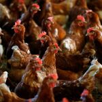 Imagen de archivo de una gran de gallinas