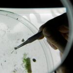 Un científico examina una muestra con microplásticos