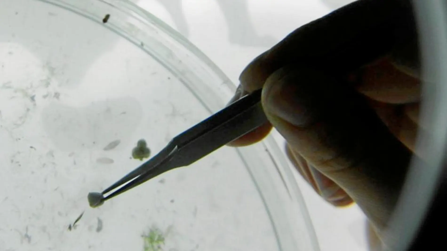 Cómo evitar ingerir microplásticos en tu cocina: consejos prácticos para reducir la exposición