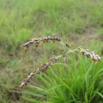 La planta Alloteropsis semialata, utilizada en la investigación / Wikipedia