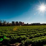 El hombre ofertaba trabajo en el sector agrícola a través de plataformas 'online'.