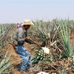 Campo de agave en el estado de Jalisco (México)