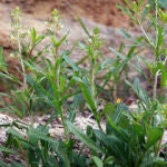 La nueva especie de planta con flores, Reseda minoica, de la región Mediterránea oriental