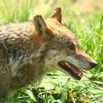 Imagen de un lobo ibérico