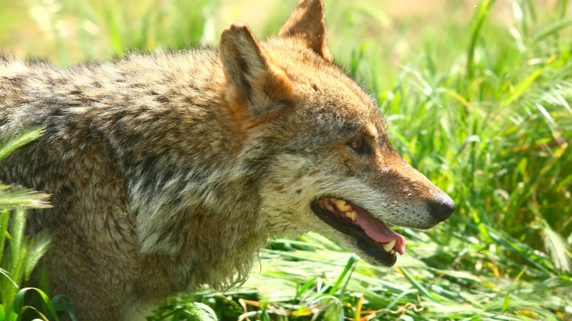 Imagen de un lobo ibérico