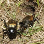 Pareja de grillos de campo (Gryllus campestris). / wildcrickets.org