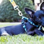 Nube, de cuatro meses, fue maltratada por su dueño y atropellada por un vecino de Navalmoral de la Mata (Cáceres)