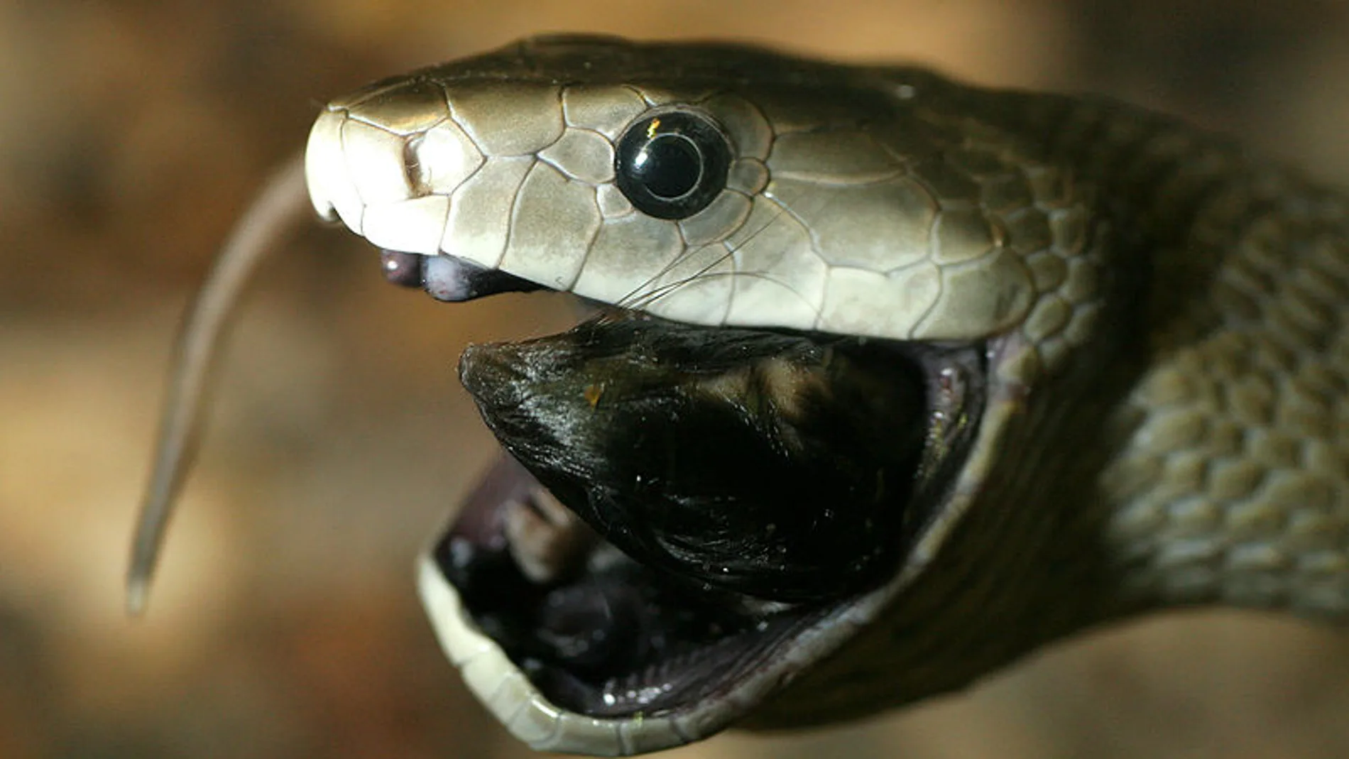 La mamba negra alimentándose / Wikipedia