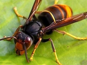 La avispa asi&aacute;tica