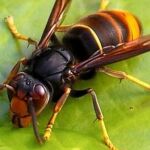 La avispa asi&aacute;tica