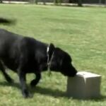 Perro de la Guardia Civil en un adiestramiento