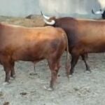 Tres de los astados de Cebada Gago, desembarcados en los Corrales del Gas de la ciudad pamplonesa
