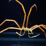 Una araña de mar del género Colossendeis, utilizada en los ensayos para comprobar la tolerancia térmica en la estación McMurdo en la Antártida. / Tim Dwyer, courtesy of ARCUS