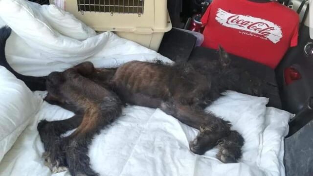 Imagen del perro, literalmente en los huesos