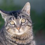 Los gatos distinguen sus nombres de otros parecidos / Luis Díaz