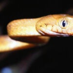 Un ejemplar de serpiente arbórea marrón. / Creative Commons