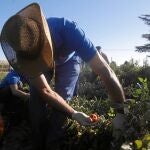 Técnicos regionales trabajan en las fincas del Imidra para recuperar las especies autóctonas