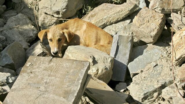 Perros tristes