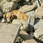 Perros tristes