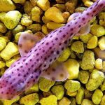 Las primeras pruebas experimentales de la investigación han demostrado el efecto de repulsión que tienen los imanes en los tiburones, en concreto sobre las pintarrojas.