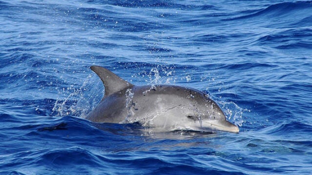 Los delfines son capaces de realizar una amplia gama de sonidos: silbidos de frecuencia modulada, ráfagas de impulsos sonidos y clics -utilizados para la ecolocalización-.
