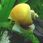 El caracol manzana invade el Ebro