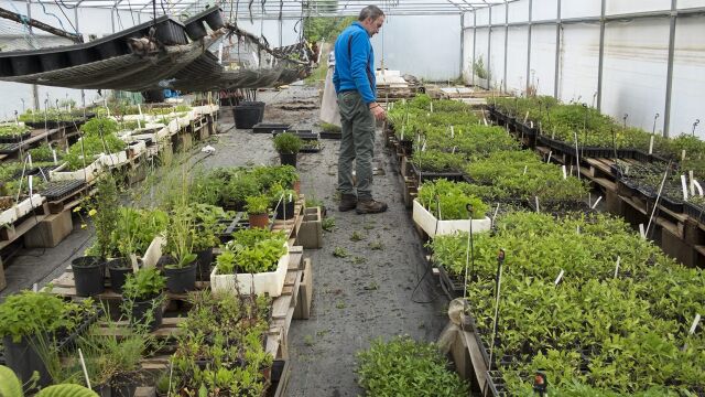 En los invernaderos del centro se cultivan las diferentes variedades de semillas tradiiconales