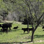 Las ganaderías catalanas, en peligro
